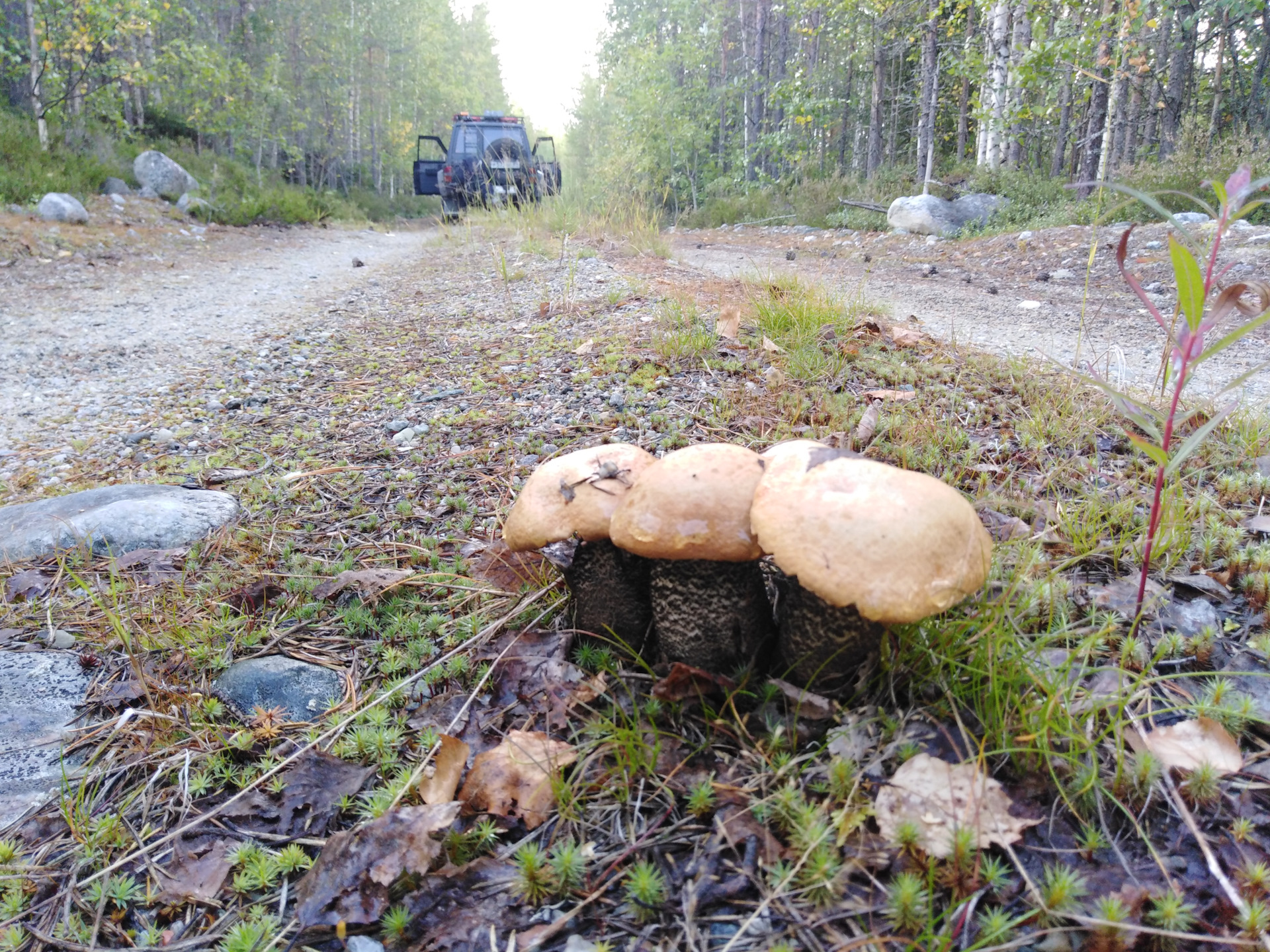 Куст из подосиновиков