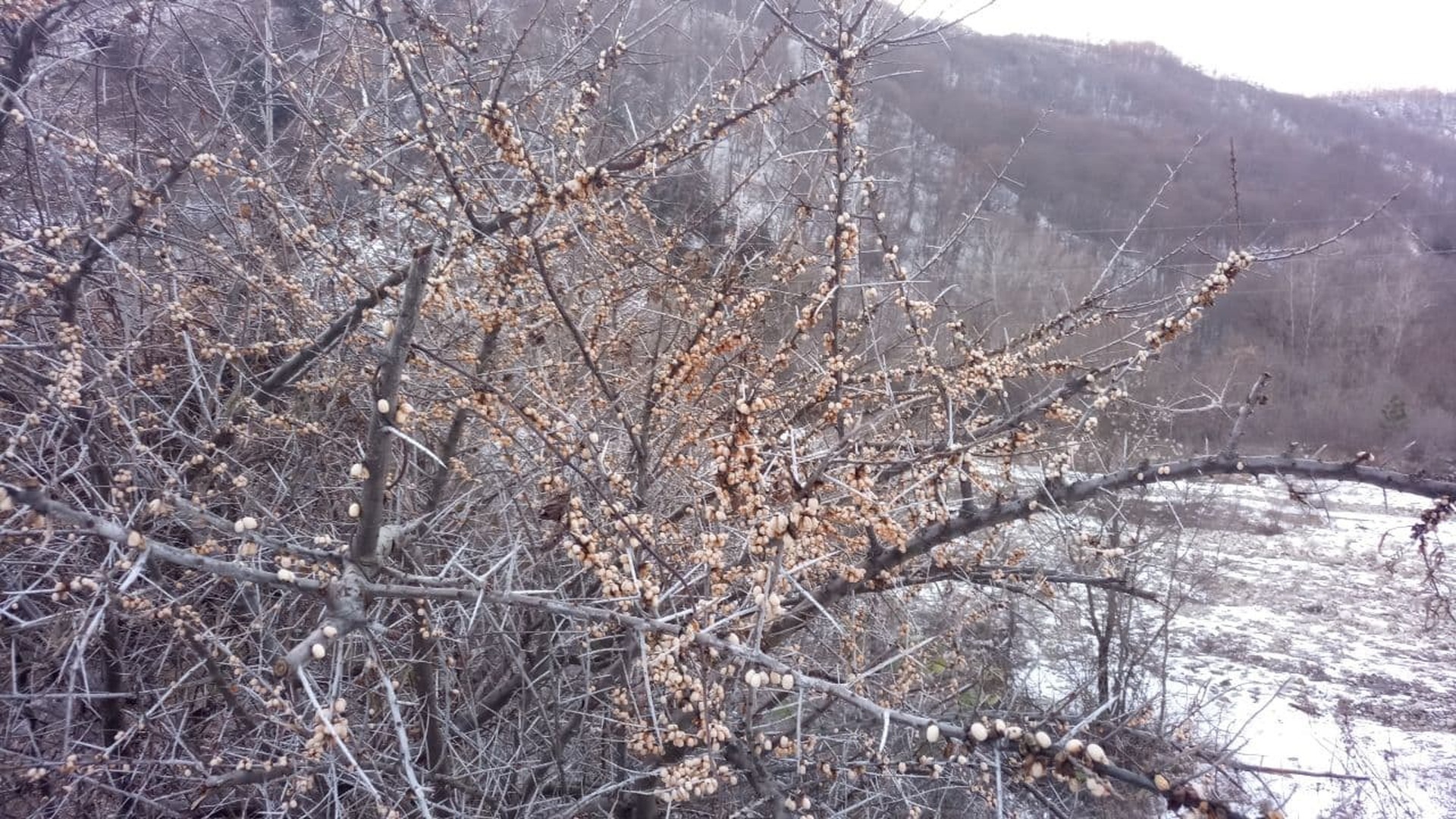 Вот странно, облепиха уходит под снег. У нас бы птицы обглодали совсем.
