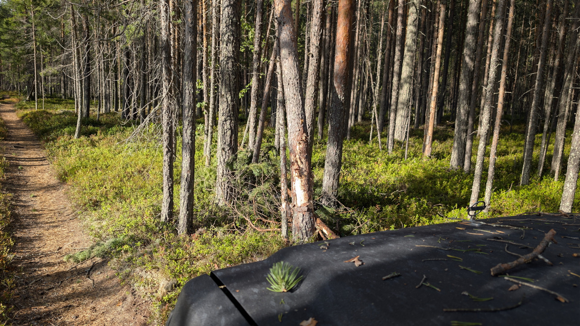 Featured image of post 0389. Дерево