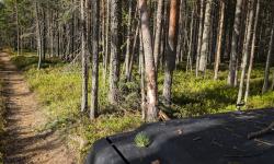 Featured image of post 0389. Дерево